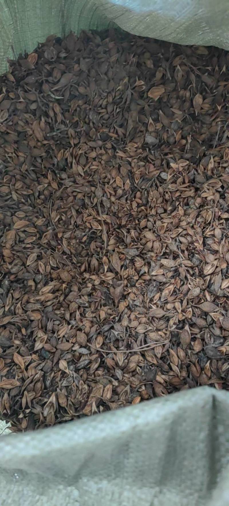 连翘青翘老翘黄翘过筛过风过籽老翘籽普通精品货都有