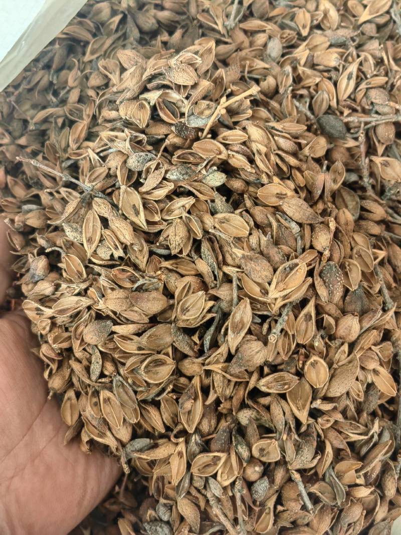 连翘青翘老翘黄翘过筛过风过籽老翘籽普通精品货都有