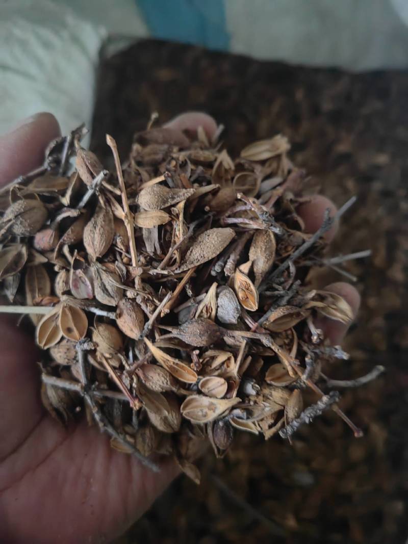 连翘青翘老翘黄翘过筛过风过籽老翘籽普通精品货都有