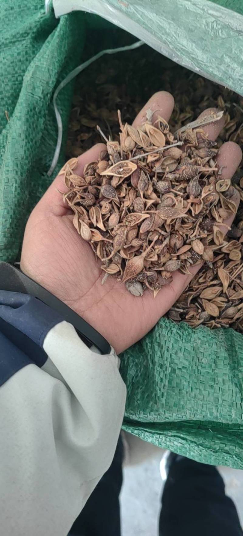 连翘青翘老翘黄翘过筛过风过籽老翘籽普通精品货都有