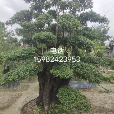 精品造型金蛋子桩头，长期供应，诚信第一非诚需要的朋友联系