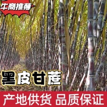 精品甘蔗黑皮甘蔗基地供货规格齐全欢迎电话联系