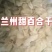 甘肃百合兰州甜百合干百合不苦养生滋补