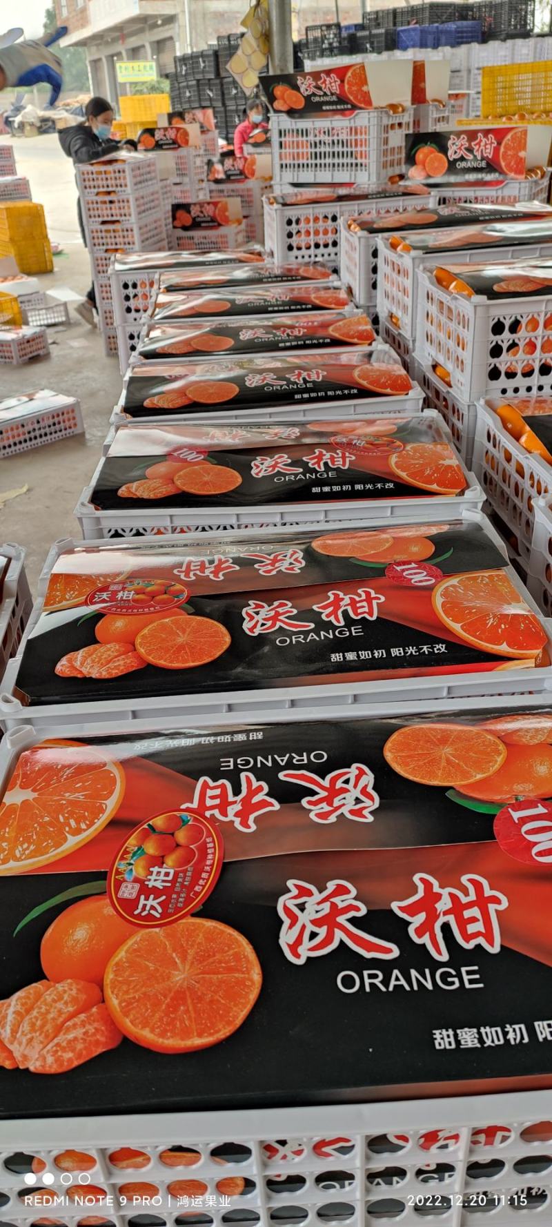 广西砂糖桔沃柑专业代办/货源充足口感好，颜色漂亮/产地直