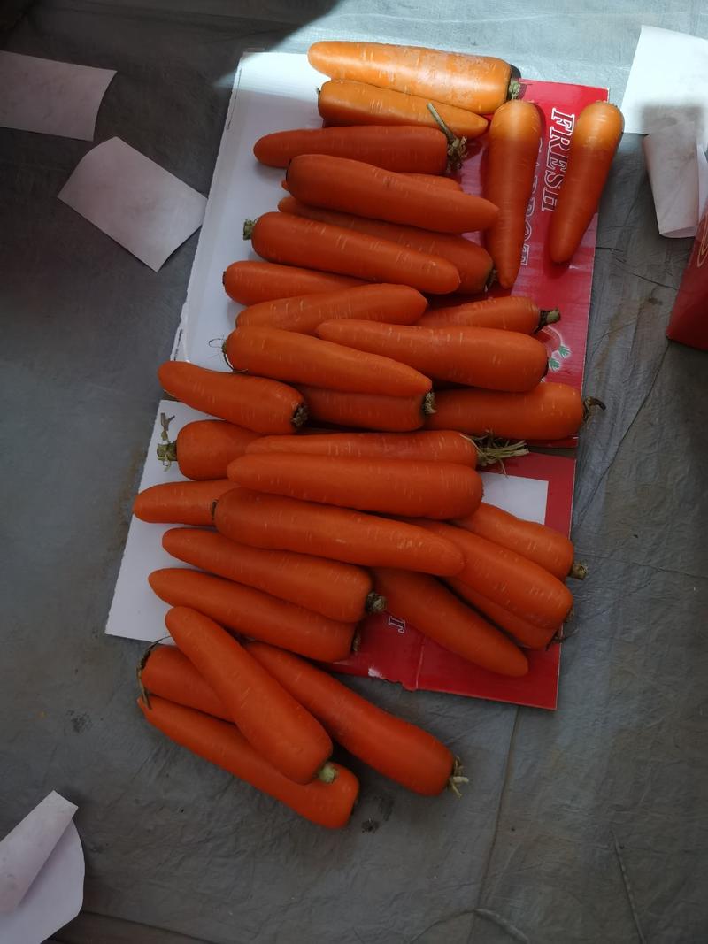 🥕河南胡萝卜产地大量有货可水洗规格齐全代发全国