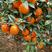 广西精品红江橙大量上市了，质量很好货源充足。果面光滑。