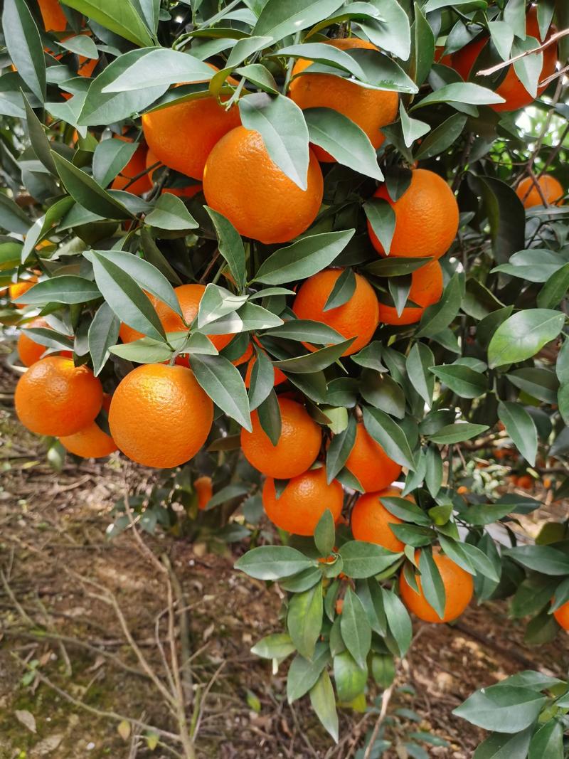 广西精品红江橙大量上市了，质量很好货源充足。果面光滑。