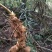 野生黄精(大量批发，野生货量大提前预订，质量保证)