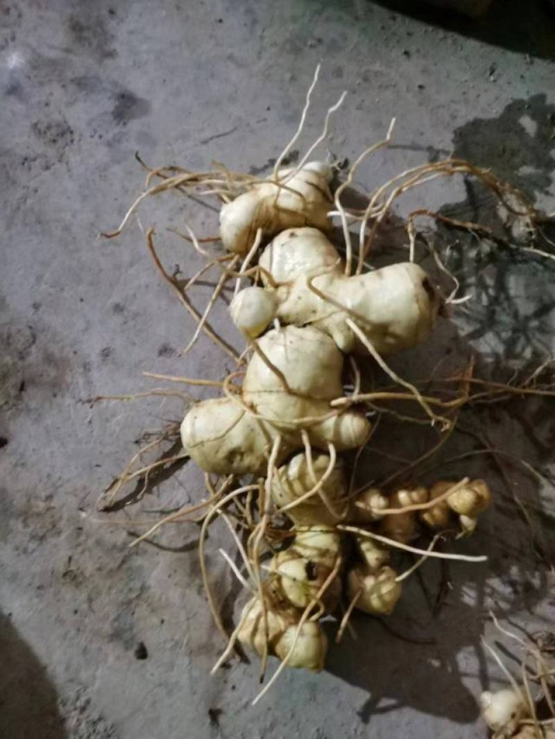 野生黄精(大量批发，野生货量大提前预订，质量保证)