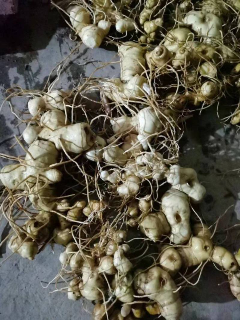 野生黄精(大量批发，野生货量大提前预订，质量保证)