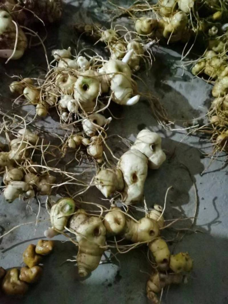 野生黄精(大量批发，野生货量大提前预订，质量保证)