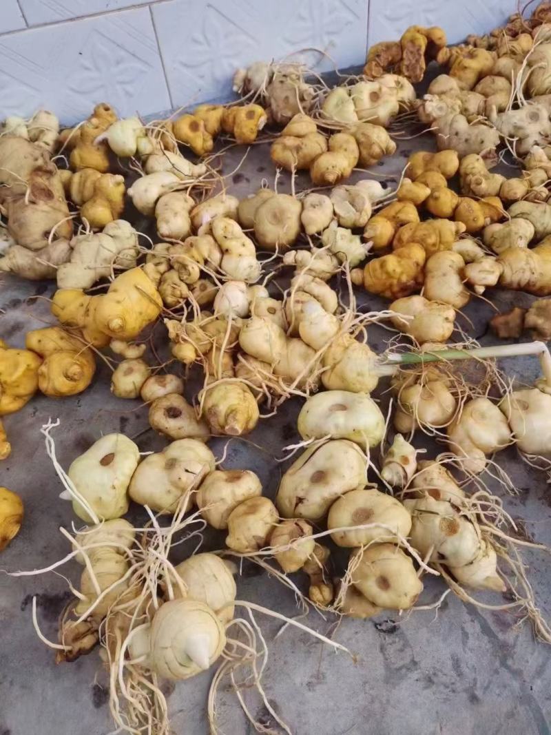 野生黄精(大量批发，野生货量大提前预订，质量保证)