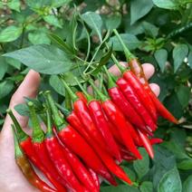 鲜辣椒广东茂名小米椒。自家种植，辣椒可批发价出。欢迎咨询