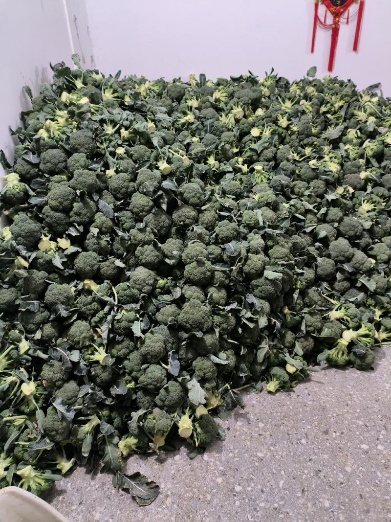 精品西蓝花，货源充足，颜色青绿，基地供应
