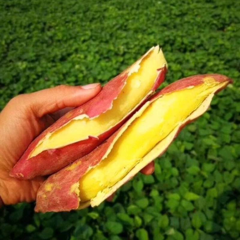 精品秦薯五号红薯质量杠杠的，条形直流，量大从优质量有保证。