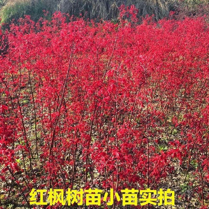四季红枫树苗日本红枫美国红枫苗别墅庭院道路绿化盆栽四季红