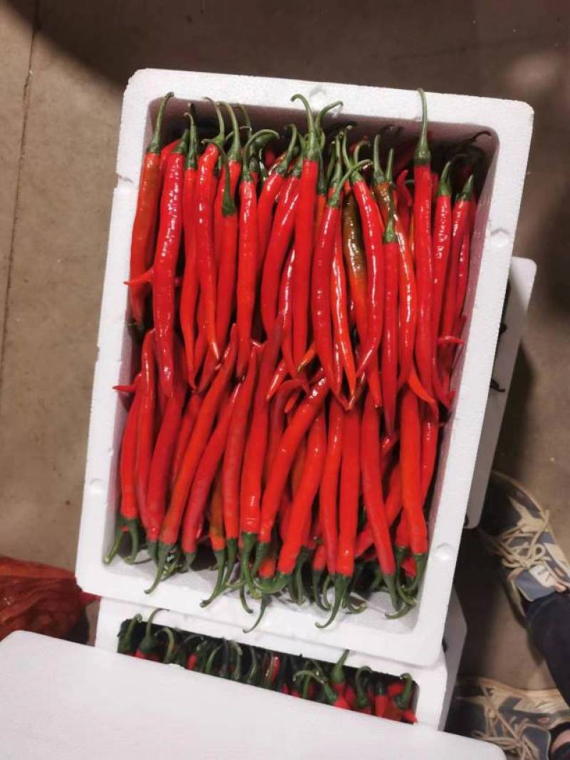 福建精品二荆条辣椒中微辣适合做辣椒酱欢迎选购