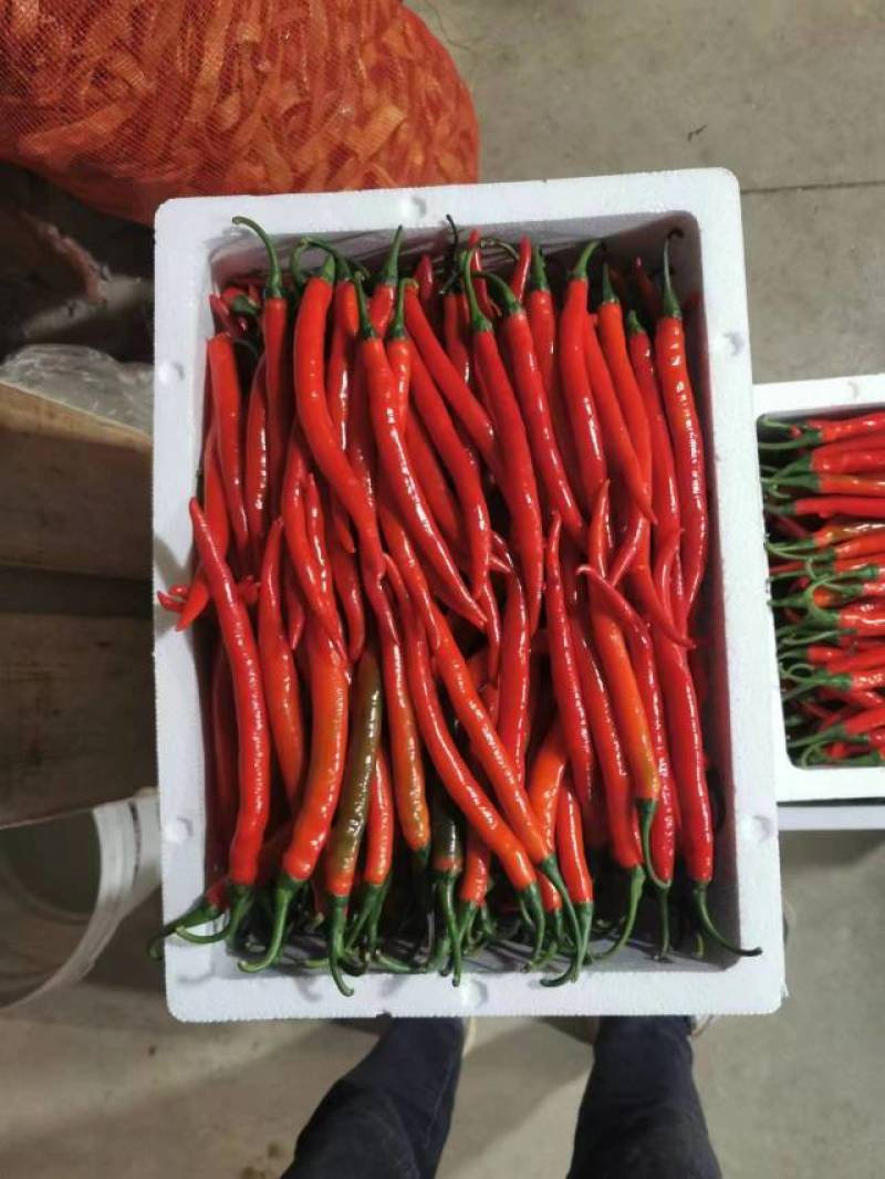 福建精品二荆条辣椒中微辣适合做辣椒酱欢迎选购