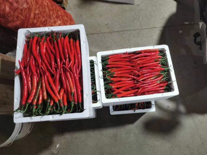 福建精品二荆条辣椒中微辣适合做辣椒酱欢迎选购