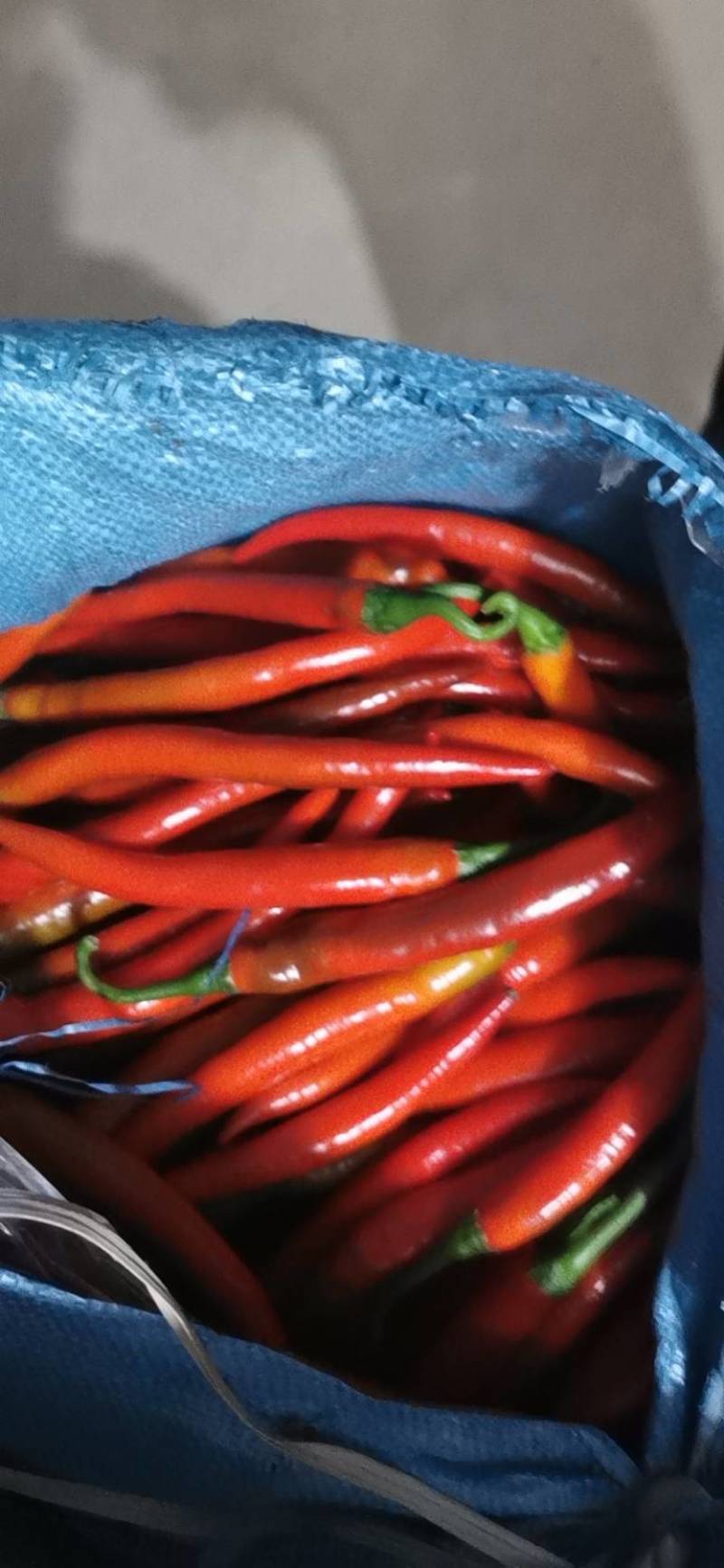 福建精品二荆条辣椒中微辣适合做辣椒酱欢迎选购