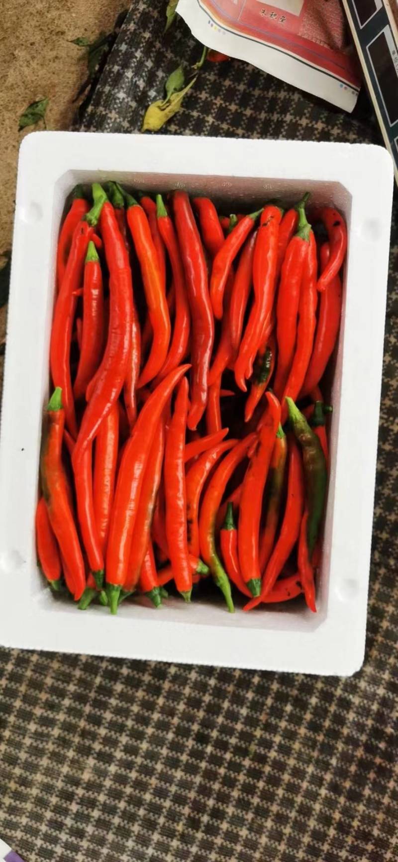 福建精品二荆条辣椒中微辣适合做辣椒酱欢迎选购
