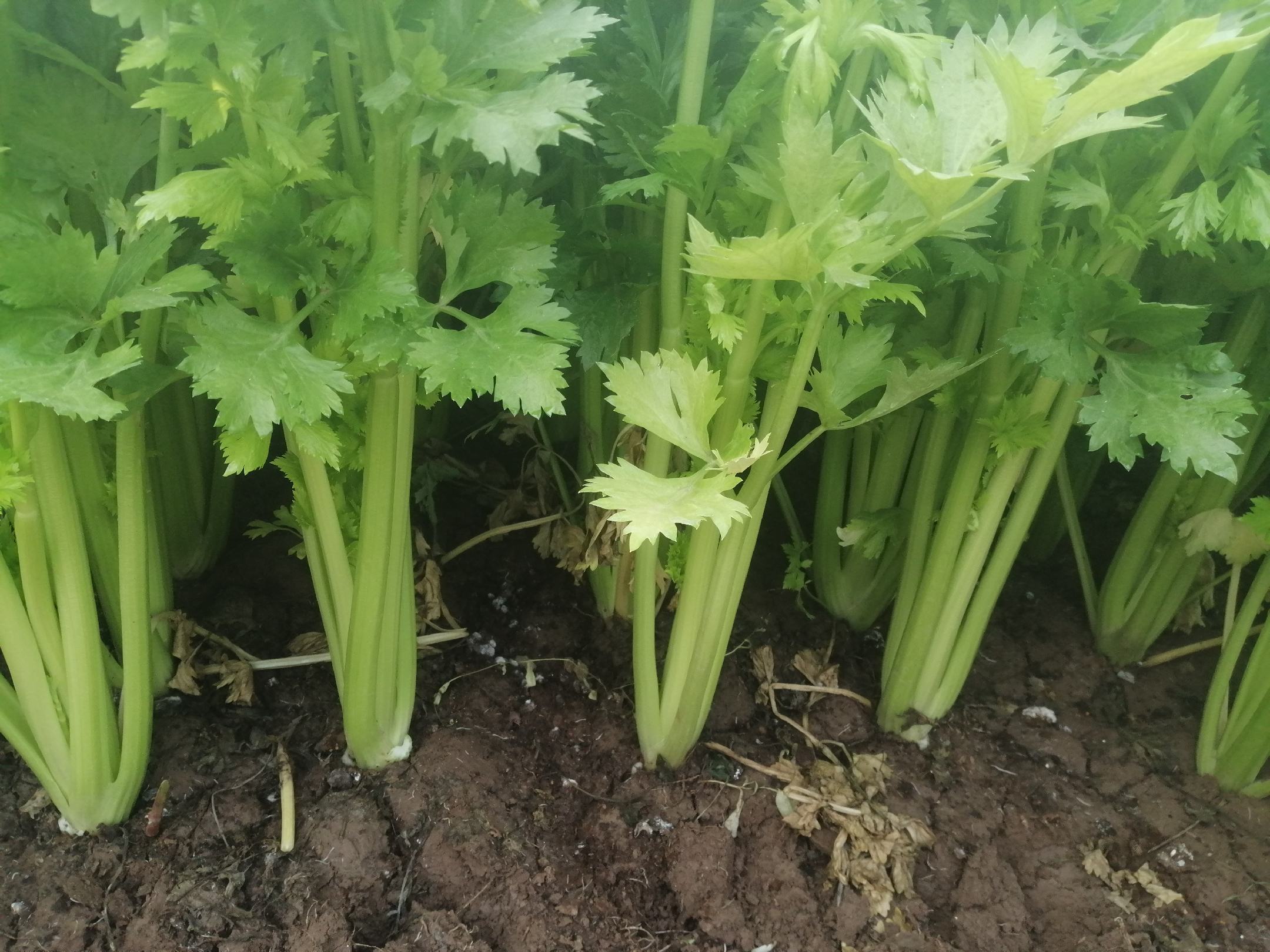 西芹植株特写