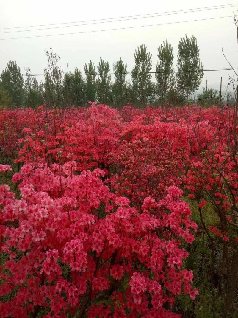 映山红，杜鹃量大质优价廉，丛生1-10个头，移栽多年