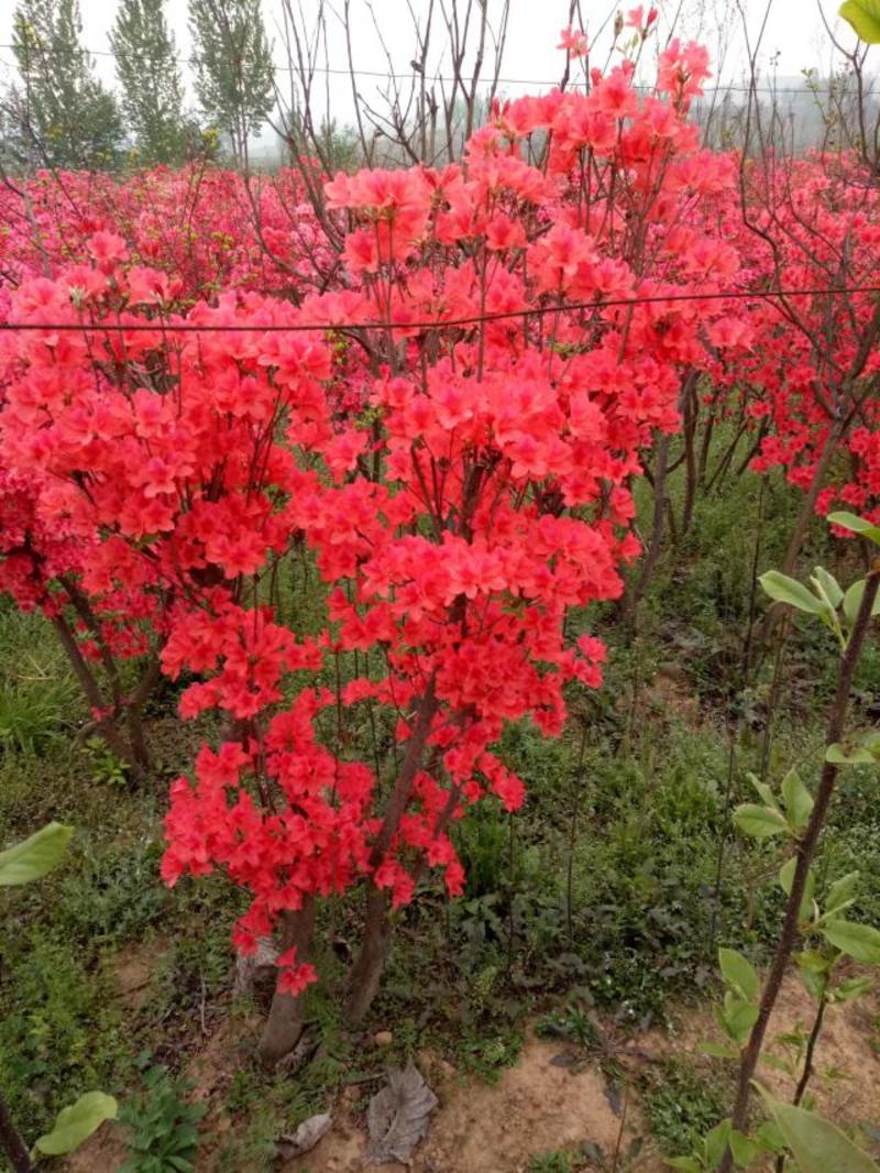 映山红，杜鹃量大质优价廉，丛生1-10个头，移栽多年