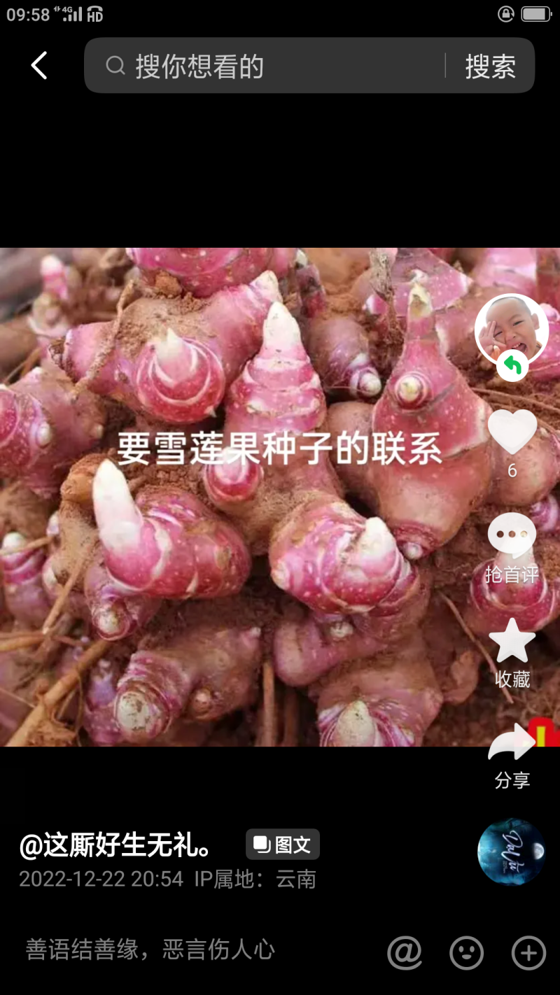雪莲果种子
