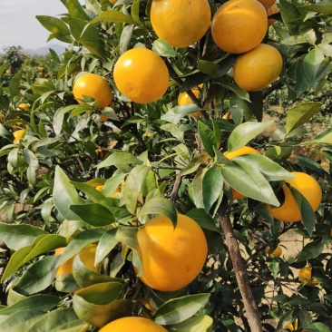 沃桔