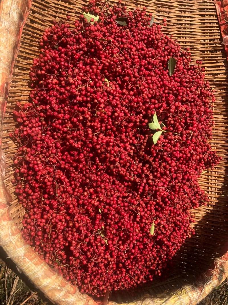 精品汉源贡椒娃娃椒，香麻色泽好！