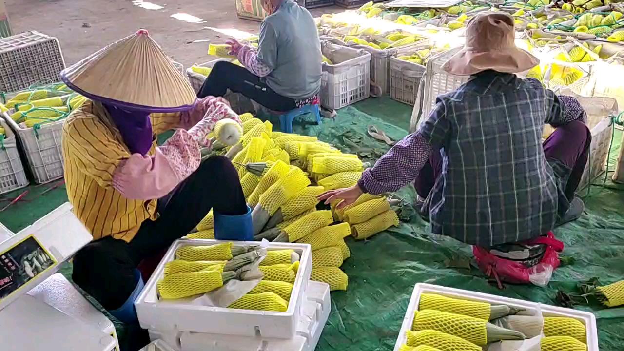工作人员正在为羊角蜜甜瓜果实套袋,防止虫害和日灼 羊角蜜甜瓜果实套袋操作