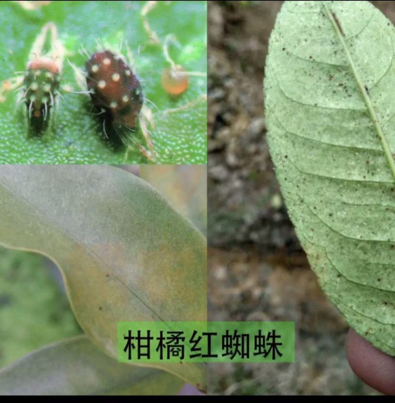 45%联肼乙螨唑柑橘红蜘蛛农药杀虫杀螨剂