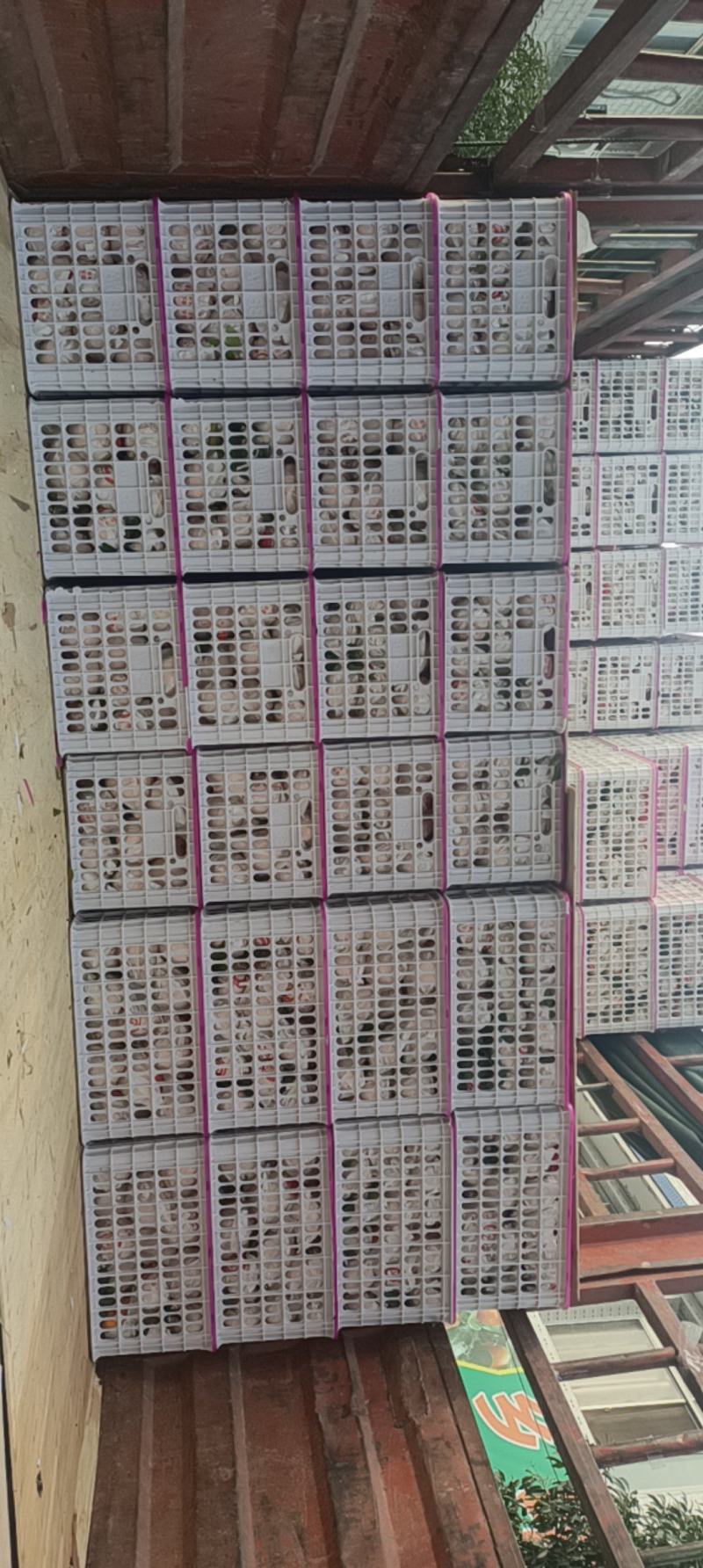 春见，耙耙柑。