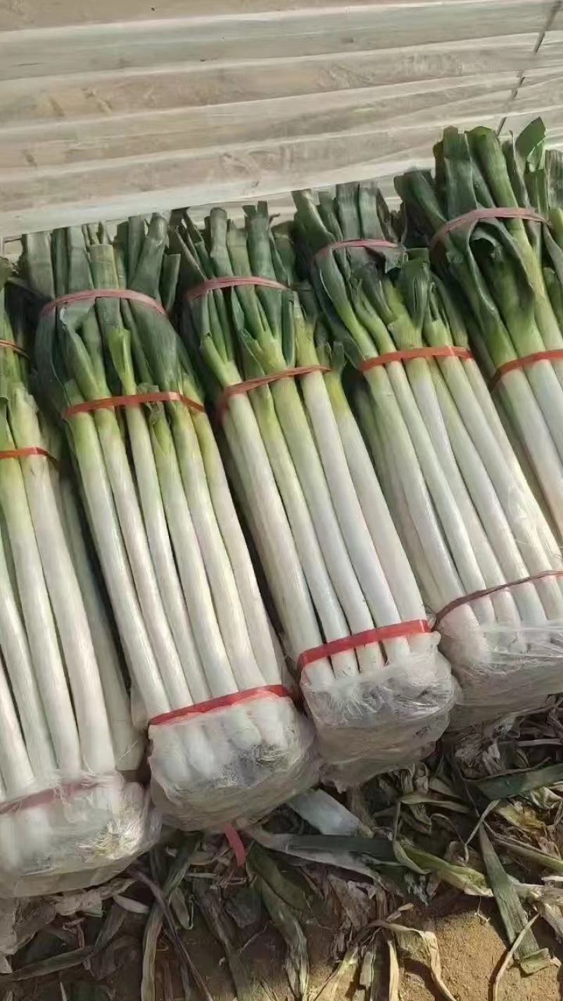 热卖山东大葱临沂费县铁杆大葱量大产地，原产地长期实力供货