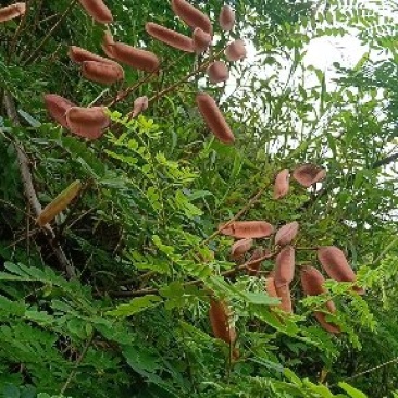 云实树杆