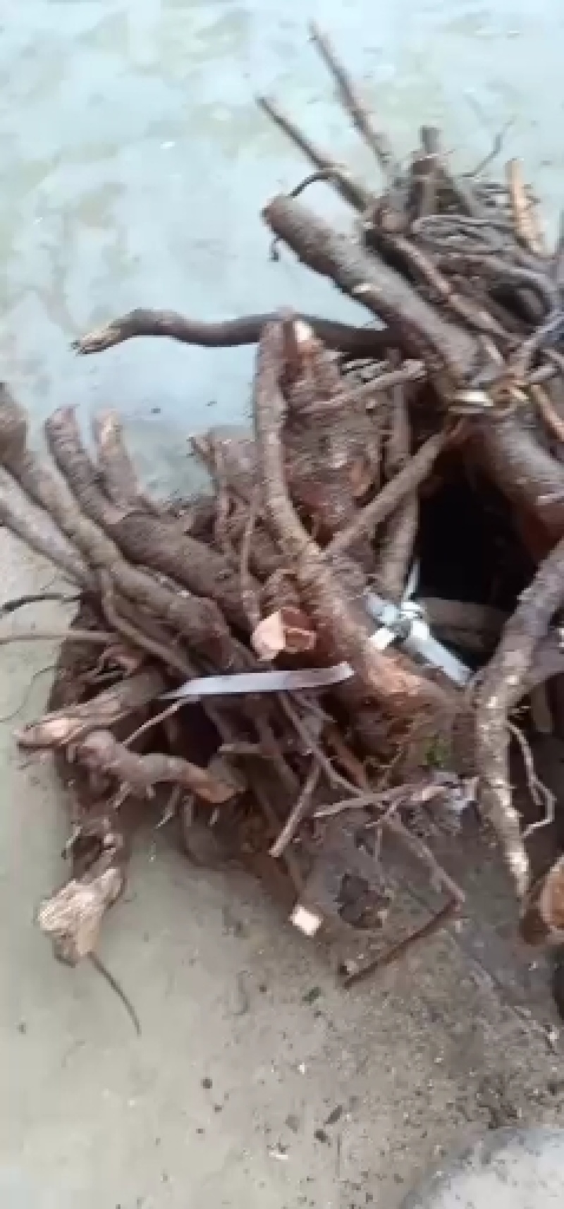 云实树杆