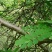 云实树杆