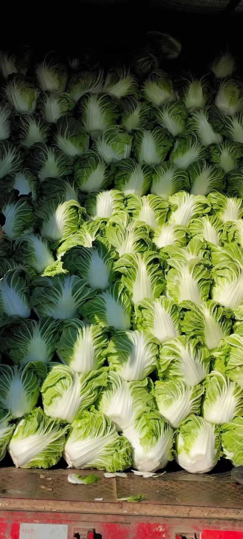 白菜小包白菜鸡腿白菜一手货源颗型好颜色绿产地发