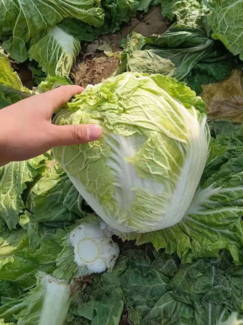 白菜小包白菜鸡腿白菜一手货源颗型好颜色绿产地发