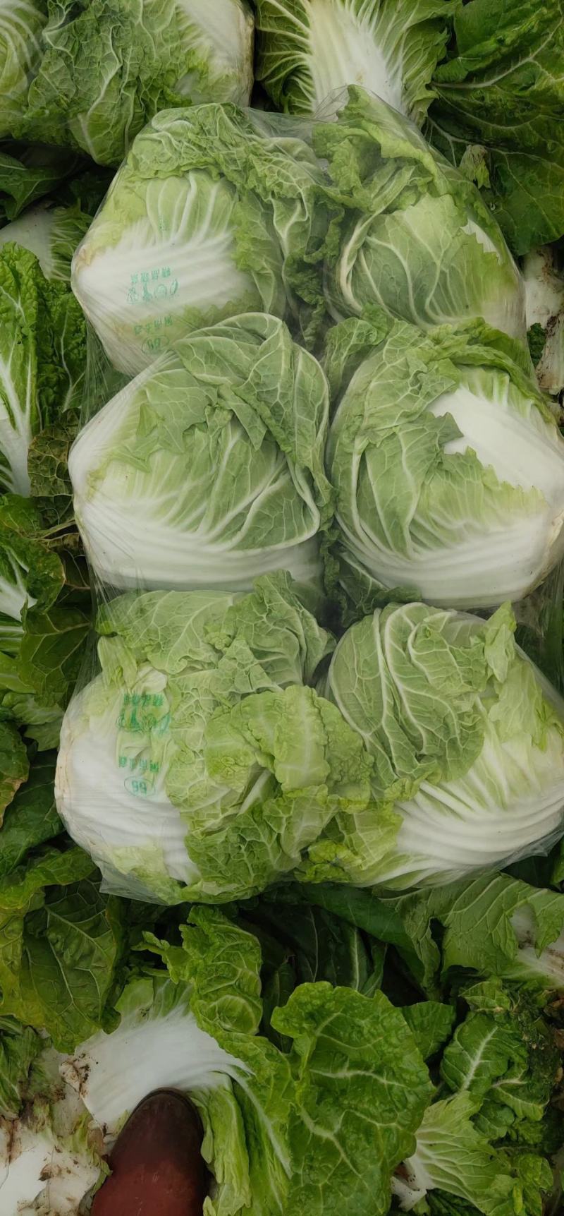 白菜小包白菜鸡腿白菜一手货源颗型好颜色绿产地发