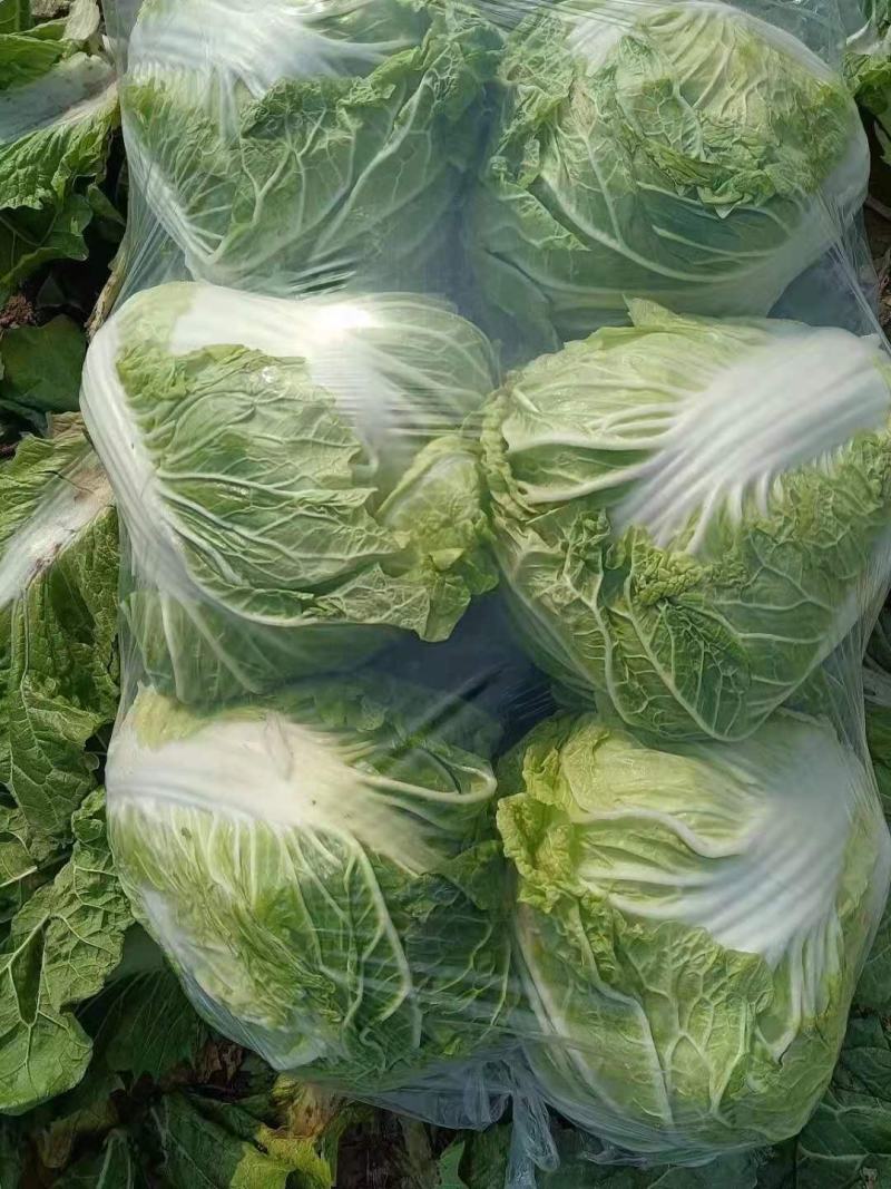 白菜小包白菜鸡腿白菜一手货源颗型好颜色绿产地发