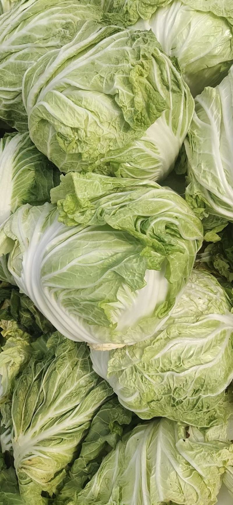 白菜小包白菜鸡腿白菜一手货源颗型好颜色绿产地发