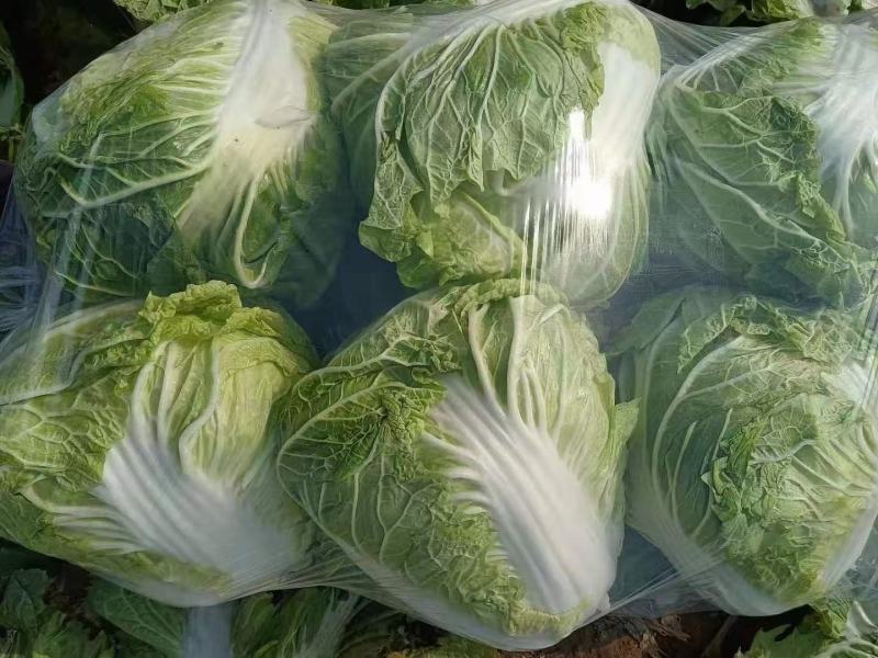 白菜小包白菜鸡腿白菜一手货源颗型好颜色绿产地发