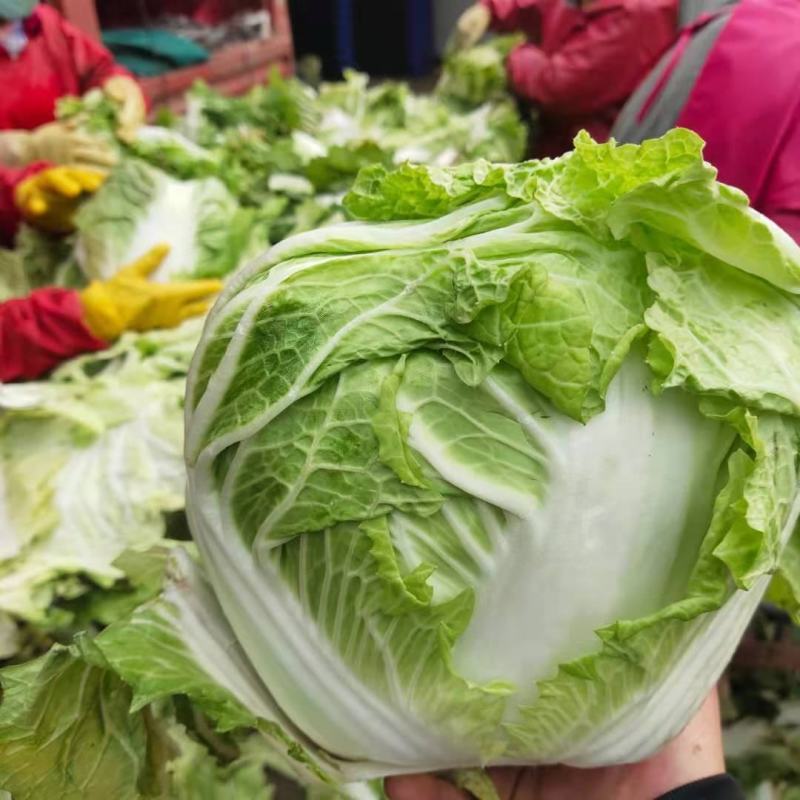 白菜小包白菜鸡腿白菜一手货源颗型好颜色绿产地发