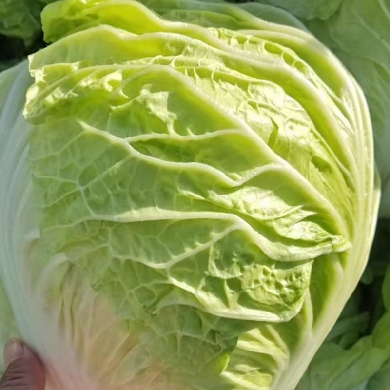 白菜小包白菜鸡腿白菜一手货源颗型好颜色绿产地发