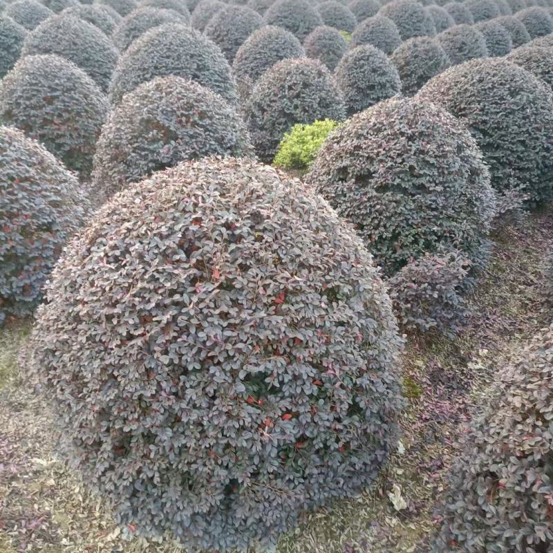 红继木球，本苗圃大量出售各规格品种，欢迎大家前来选购