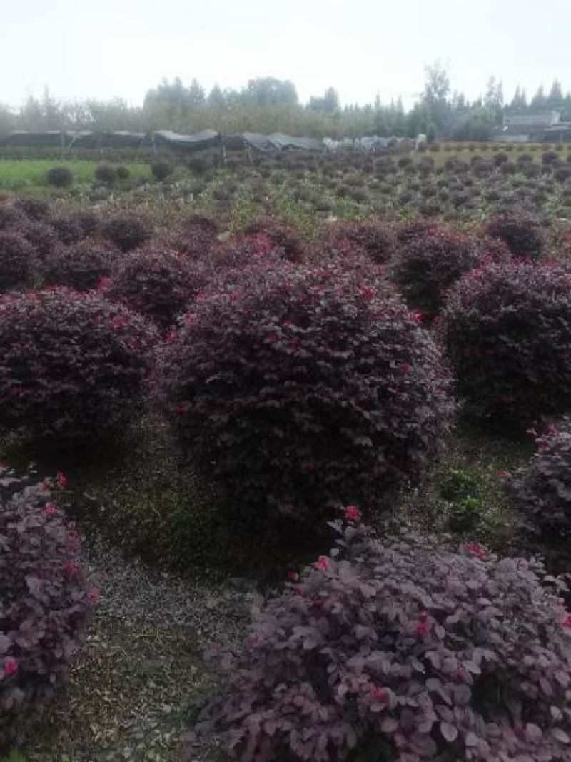 红继木球，本苗圃大量出售各规格品种，欢迎大家前来选购