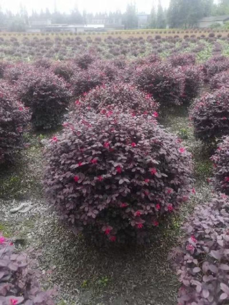 红继木球，本苗圃大量出售各规格品种，欢迎大家前来选购