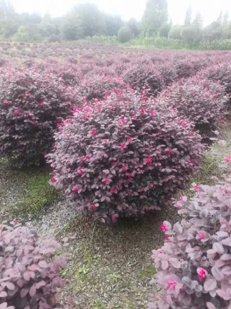 红继木球，本苗圃大量出售各规格品种，欢迎大家前来选购